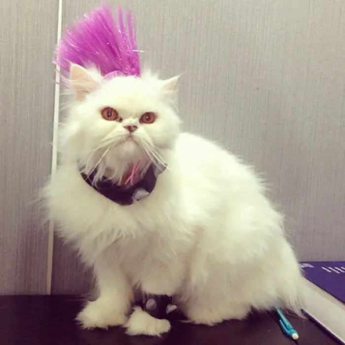 Punk Rock Kitty