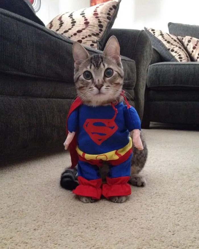Supercat!
