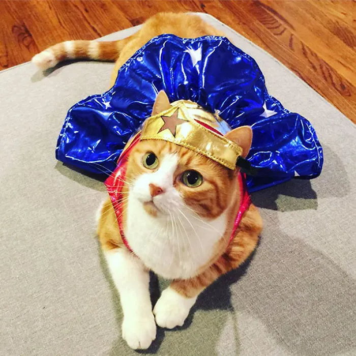 Potato The Wonder Cat