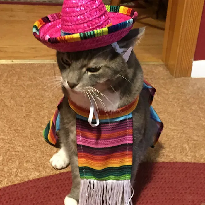 Jingle Bell In His Halloween Costume