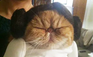 51 Terrifyingly Pawsome Halloween Cat Costumes