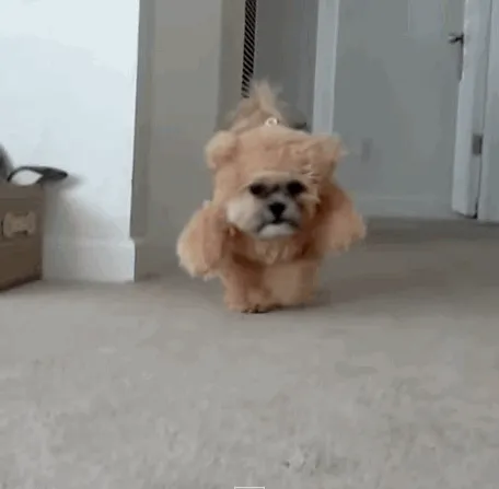 Teddy Bear