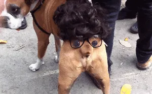 89 Terrifyingly Pawsome Halloween Costumes For Dogs