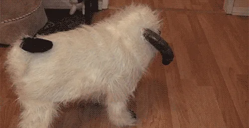 Appa