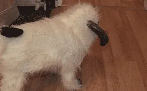 89 Terrifyingly Pawsome Halloween Costumes For Dogs