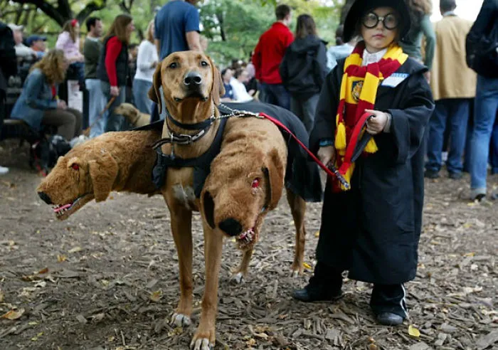 Cerberus