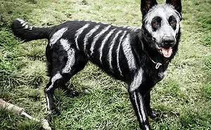 89 Terrifyingly Pawsome Halloween Costumes For Dogs