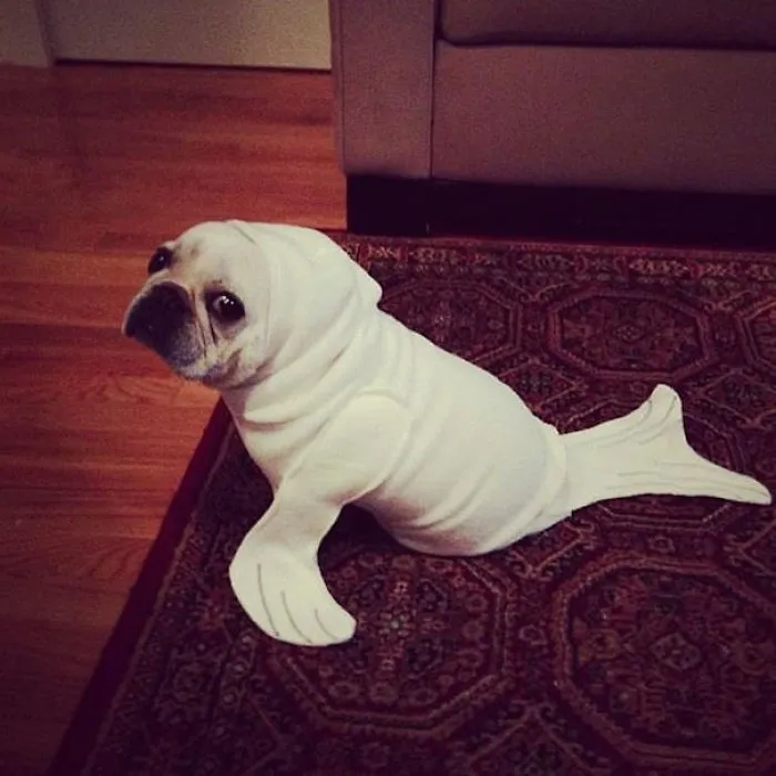 Seal