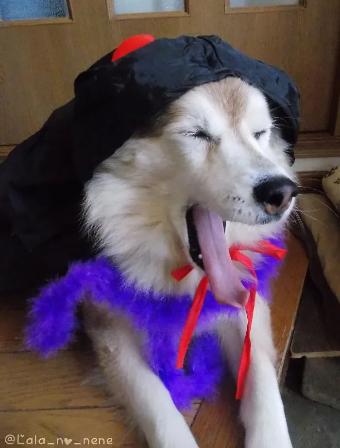 My Dog Thinks Halloween Is Boring.