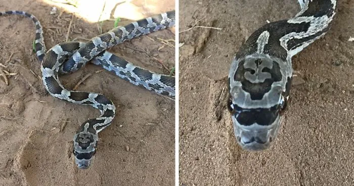 This Hipster Snake Was Born With Sunglasses And A Mustache