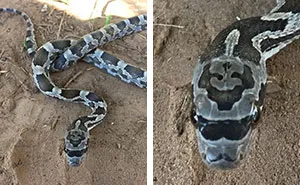 This Hipster Snake Was Born With Sunglasses And A Mustache