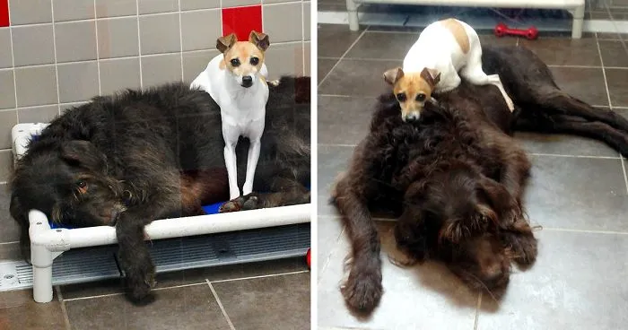 After Losing Their Homes, These Two Dogs Won't Stop Cuddling In The Shelter