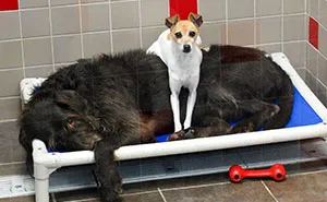 After Losing Their Homes, These Two Dogs Won't Stop Cuddling In The Shelter