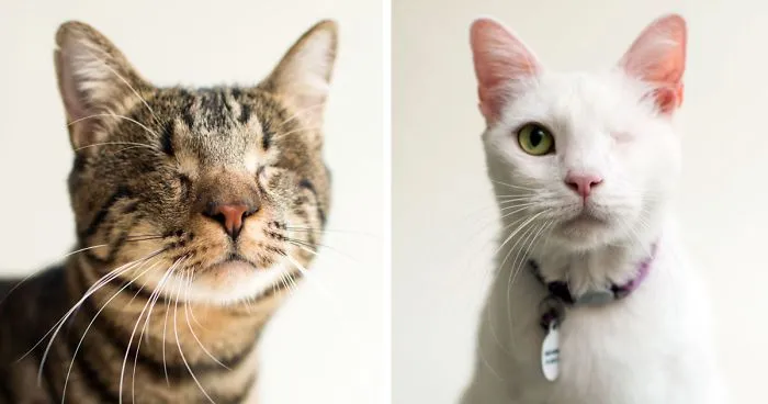 I Capture The Beauty Of Blind Cats To Help Them Get Adopted