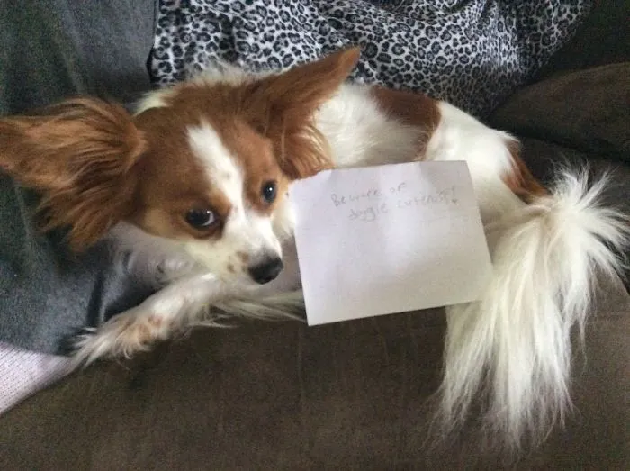 47 Dangerous Dogs Behind Beware Of Dog" Signs"