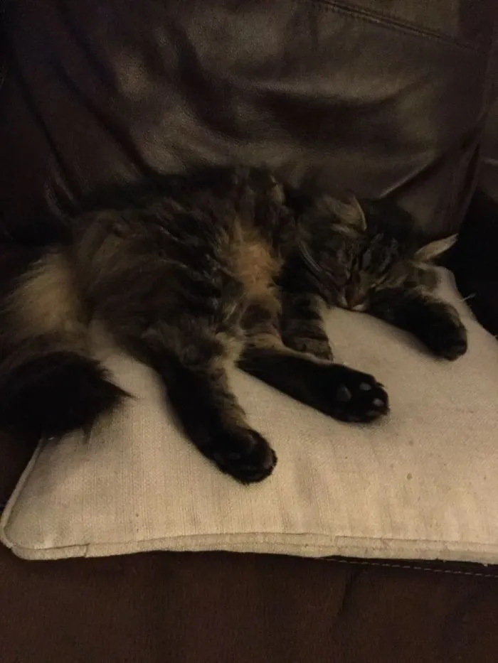 It's A Cats Life