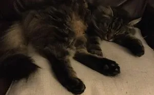 It's A Cats Life