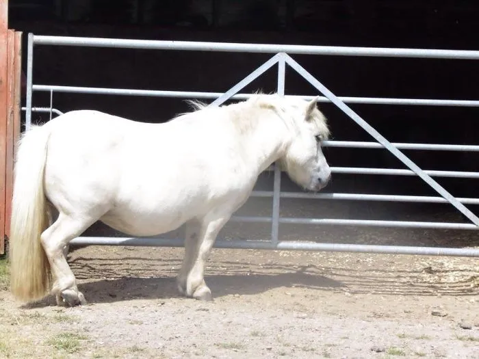 Redwings Horse Sanctuary