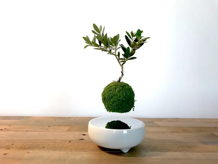 Air Bonsai