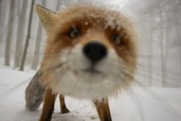 Fox