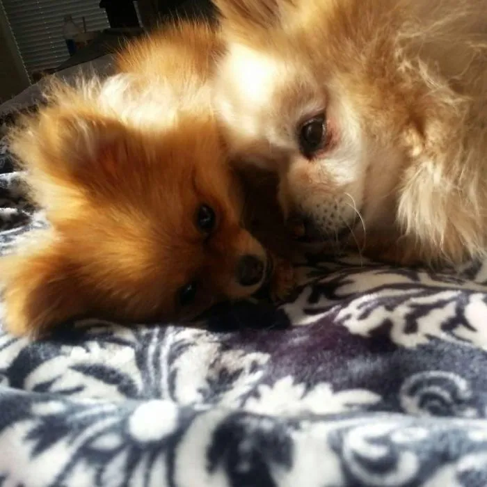 I Photograph My Beautiful Puppers