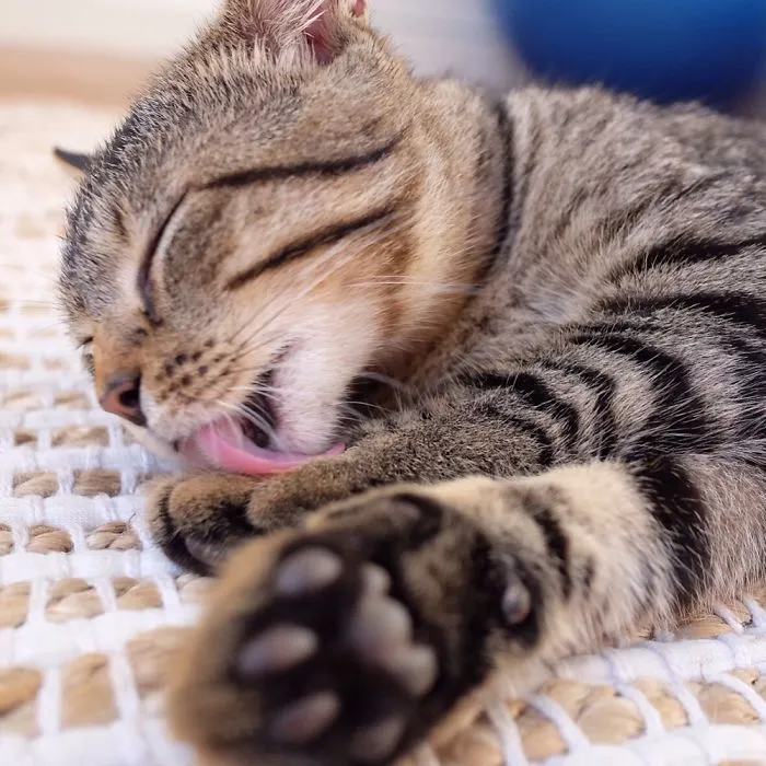 Kitty Photos