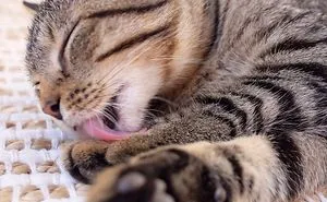 Kitty Photos