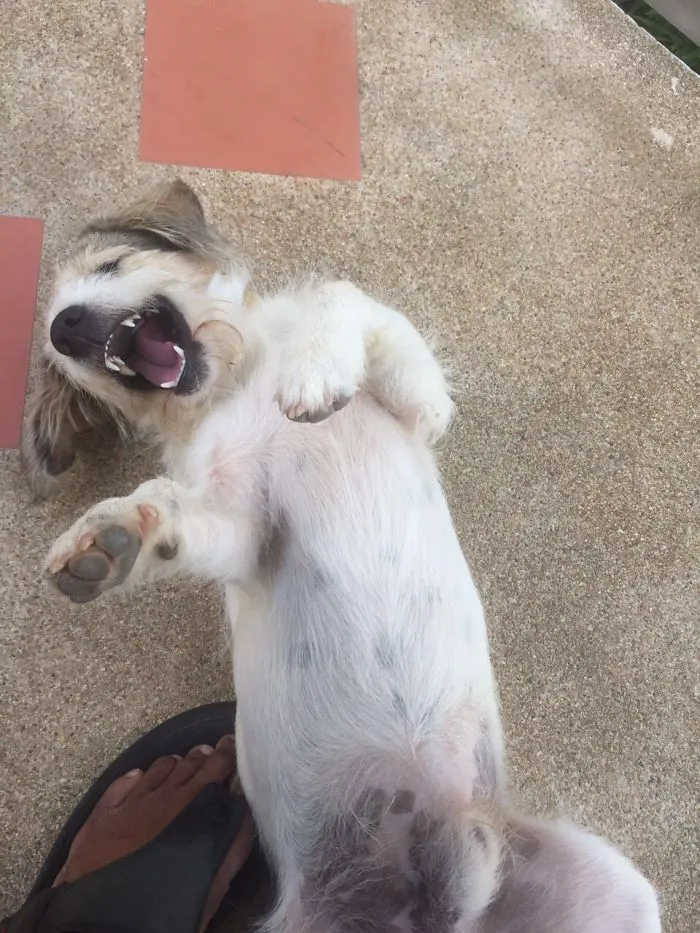 47 Dangerous Dogs Behind Beware Of Dog" Signs"