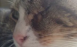 My Half-Blind Cat