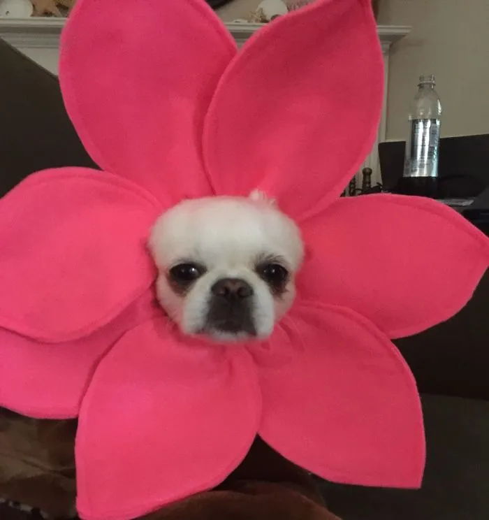 Happy Flower