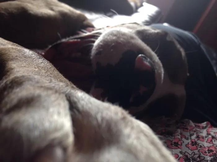 All My Pets Are Sleepy :)