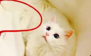 Turkish Angora - The Prettiest Cat In The Whole World!!