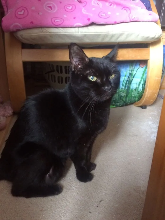Rip Ebony