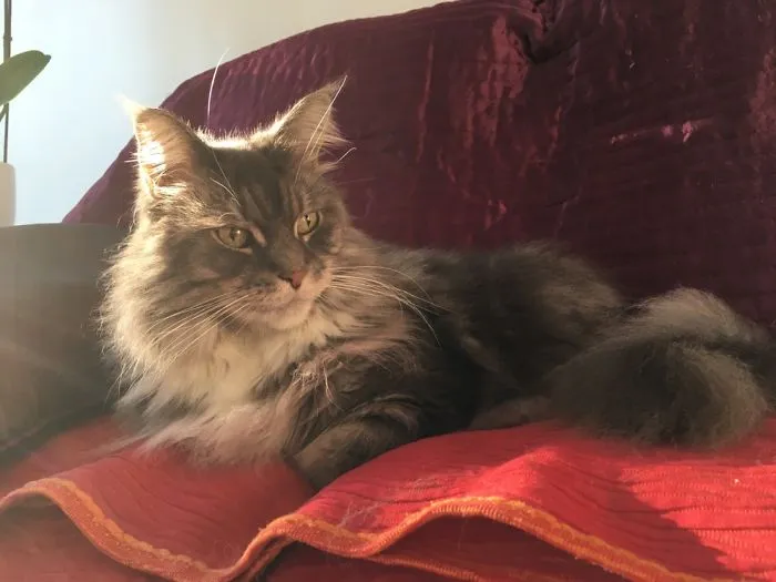 Blue Velvet Oshawa Magic Coon