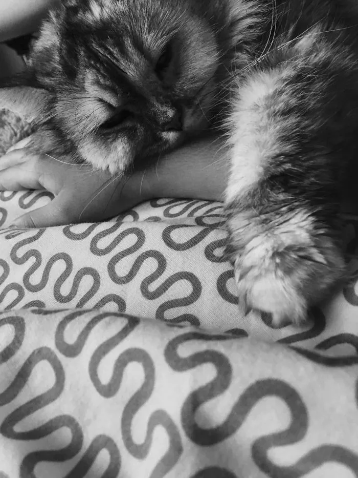 Owner Takes Adorable Pics With Her Cat