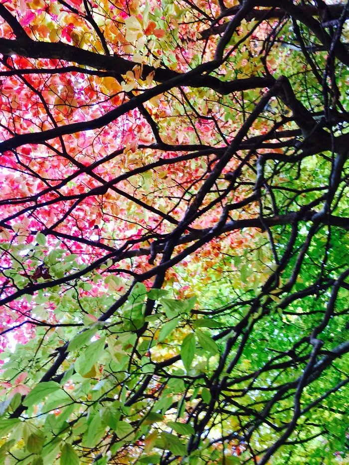 Autum In Berlin