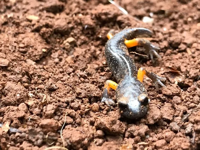 Random Newt Pics I've Taken Recent