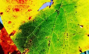 12 Year Old Takes Amazing Photos With Iphone
