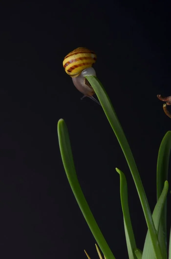 Photo Shoot Of A Snail