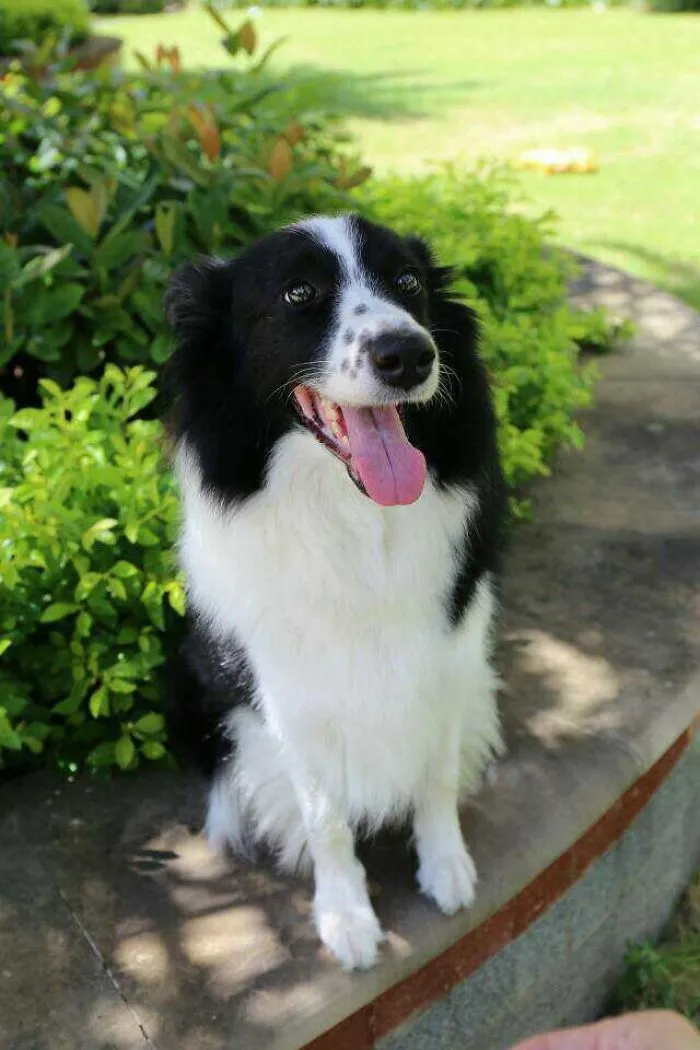 My Collie