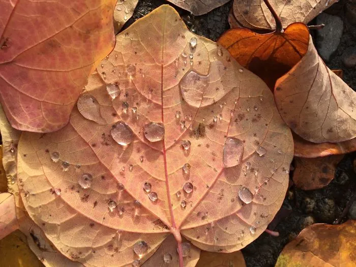 I Photograph Leafs With My Iphone 6 And The Results Are Amazing!