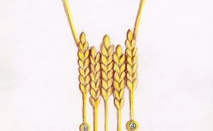 From A Pencil Sketch To A Finished Jewel