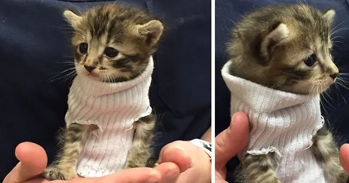 Kitten Rescued From Hurricane Matthew Gets Tiny Sock Sweater And Finds New Home