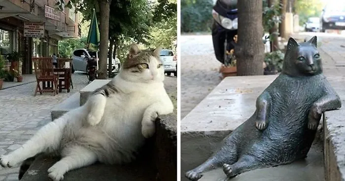 Istanbul's Most Famous Cat Honored With Its Own Statue At Its Favorite Spot