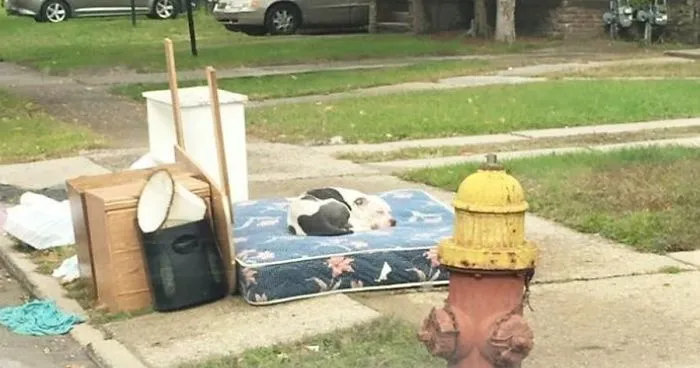 Dog Waits One Month For His Family To Return, After They Left Him Behind While Moving Out
