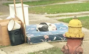 Dog Waits One Month For His Family To Return, After They Left Him Behind While Moving Out