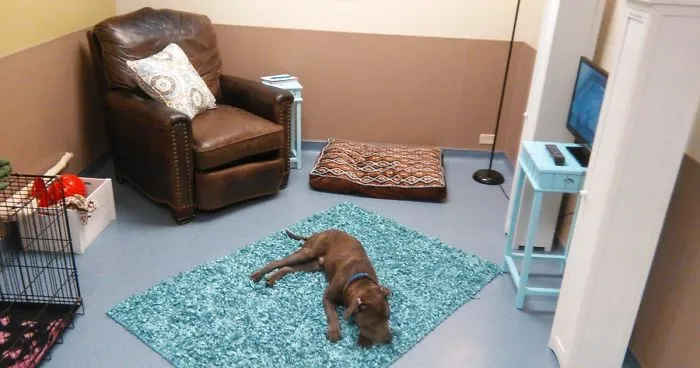 This Shelter Created Cozy Rooms For Lonely Dogs To Help Them Feel Like Home