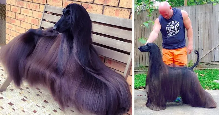 Is This The Prettiest Dog In The World?