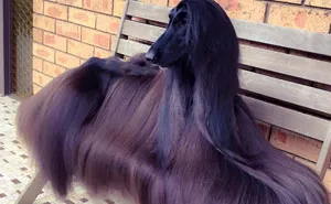 Is This The Prettiest Dog In The World?
