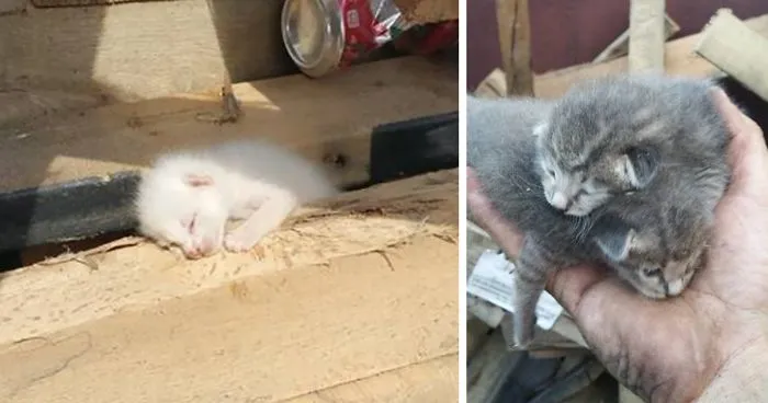 Man Hears Kittens Meowing, Spends 7 Hours Digging In Dumpster To Save Ditched Litter Of Furballs